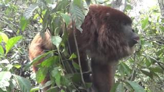 Hear a male howler monkey roar