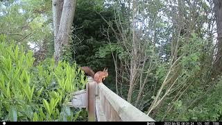 Busy little squirrel