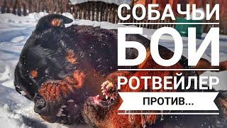 СОБАЧЬИ БОИ.РОТВЕЙЛЕР ... Воспитание и дрессировка собаки