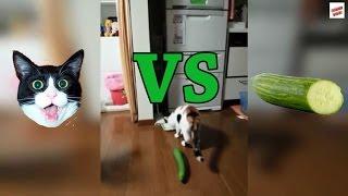 Cats vs Cucumbers Compilation