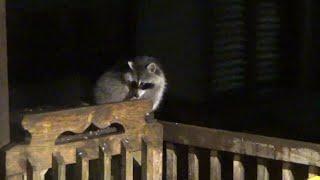 Sun 17 Nov  only three raccoons tonight