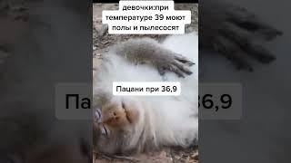 мем из тик тока