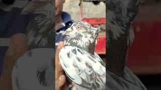 JAMA Masjid kabutar market delhi #pigeon #islamicarchitecture #kabootar #whitepigeon #jamamasjid