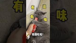 学好这三招，家里猫猫没有叛逆期二#shorts
