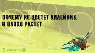 Почему не цветет лилейник и плохо растет