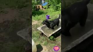 Что творится в приюте "Барбоскин дом" в жару! #собака #помощьбездомным #животные #спасение