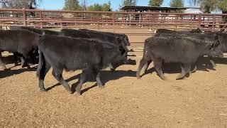 Penfold Pastoral 40 Angus steers 244kg. 5/7/24