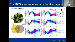 Ron Mittler: ROS and redox signaling in plant stress responses