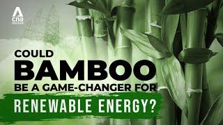 What Is Biomass? (And Why Bamboo Could Be A Game-Changer For Renewable Energy) | Power To The People