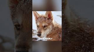‍️ "This wolf saw things that no child should see."#shorts