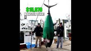 $15,070 Monster Tuna! Biggest Bluefin of the Season Just Got Landed!