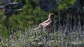 Lesser Kestrel︎4K