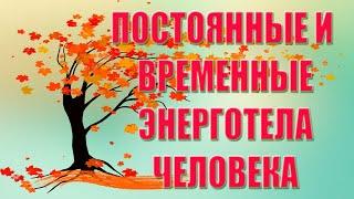 ЧЕЛОВЕК. ПОСТОЯННЫЕ И ВРЕМЕННЫЕ ЭНЕРГОТЕЛА ЧЕЛОВЕКА. СЕКЛИТОВА Л.А. СТРЕЛЬНИКОВА Л.Л.