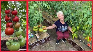 TOMATOES - our impressions of new varieties