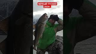 ПЕРВАЯ КРУПНАЯ ТРЕСКА В 2024г. #рекомендации #трофей #норвегия #рек #bigfish #рыбалка #fiske #shorts