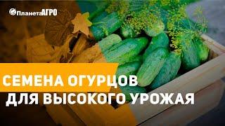  Семена огурцов для высокого урожая  Всходы огурцов  Огурцы от Планета Агро