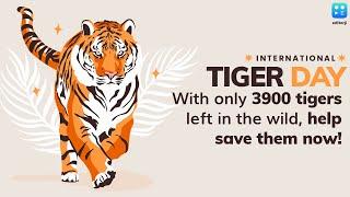 International Tiger Day 2021: With only 3900 tigers left in the wild, help save them now!