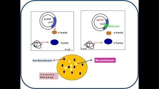 What is Alpha Complementation: pUC18. blue & white screening, Beta Galactosidase