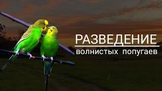 Всё о Разведение волнистых попугаев | Подготовка попугаев к размножению | dashonok