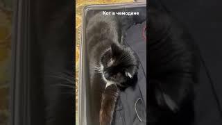 Кот всегда найдёт тёплое местечко  #makeupartist #cat #кот #чемодан #shorts #subscribe