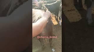 tosh buqalardan, kiloga boquluvchi buqalardan.#business #trend #music #shorts
