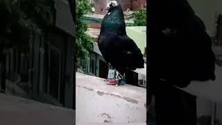 KING IS KING'S ||#pigeon #shorts #kabutar #trending ||vision kabutar ||