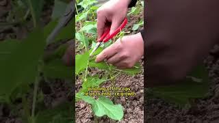 #garden #gardening #gardening101 #gardeningtips #farming #planting #beans #greenbeans #vegetables