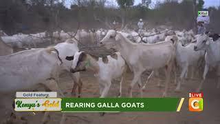 | Kenya's Gold | Rearing Galla Goats - Gold feature