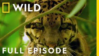 India's Wild Leopard (Full Episode) | Nat Geo Wild