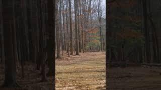 Nothing like a hyzer-flip to turn woods shot #DiscGolf #FoundationDiscs #Foundation