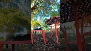 Behind the scenes of the Kitty Kingdom | Life of Feral Cats  #catvideos #tinyhome #catshorts