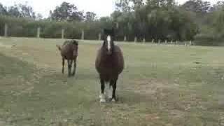Fluerdelys Welsh Cobs Mares