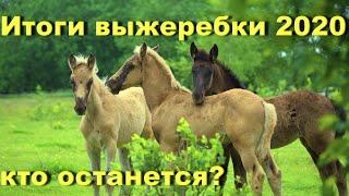 Жеребята этого года. Кто продается? Проект "Русская серебристая" 2020.