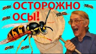 Чем Опасны Германские Осы Vespula germanica? Осторожно, Осы!