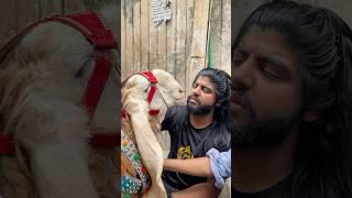 I remembered Shero a lot I was raised with a lot of love  #love #ytshorts #petlovers #sad #emo...