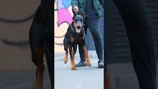 Dog #doberman #shorts #ytshorts #short #trendingshorts #viralshorts #shortvideo