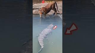 OH MY GOD! HARIMAU INI TIDAK TAHU ADA BUAYA DIBAWAH AIR SUNGAI #animals #crocodile #tiger