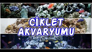 KARMA CİKLET (CİCHLİD) AKVARYUMU KURUYORUM !