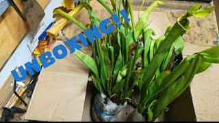 Unboxing Carnivorous Plants For A Bog Planter!