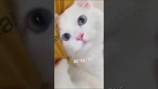 Top 5 Reasons Why Cats Are The Best! ️