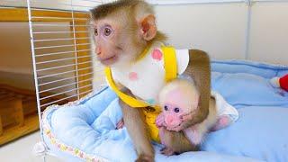 Monkey Pupu cares for and helps baby monkey poki very thoughtfully