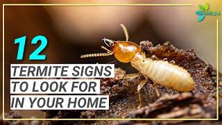 12 Signs You May Have Termites | Termite Signs to Look for in Your Home