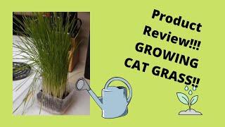 how to grow cat grass from seed, Ragdoll Cats, Funny Cats, Organic Pet Grass Kit, The Cat Ladies