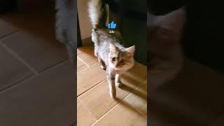Come here, I'll pet you | Nafantik  #shorts