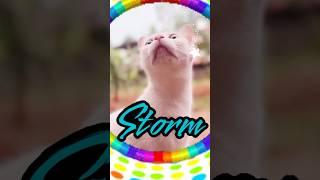 Storm Latest Funny Cat Videos #cat #shortsfeed #shortsvideo #shorts #short #shortvideo