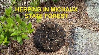 Herping in Michaux State Forest in 2024 ( 28 Species found )