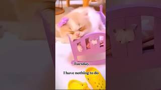 “Cuteness Overload!  Fluffy Cats Just Being Adorable” #cutecats #kittenlove #catshorts #kitty