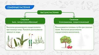 Семенные растения