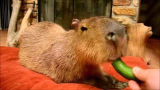 JoeJoe the Capybara Eats a Tiny Cucumber