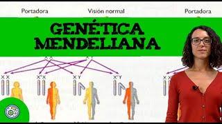 Genética mendeliana (3)  Ejercicio resuelto de EBAU, EvAU / PAU